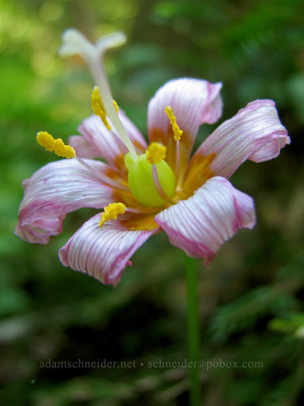 avalanche lily, fading (Erythronium montanum) [Pacific Crest Trail, Mt. Hood National Forest, Clackamas County, Oregon]