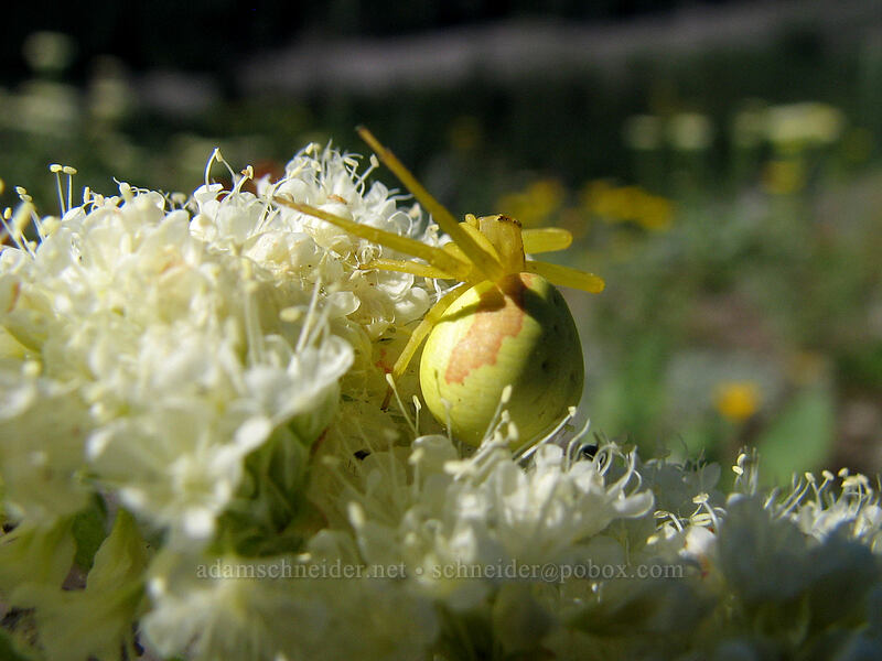 goldenrod crab spider on heart-leaf buckwheat (Misumena vatia, Eriogonum compositum) [Bald Mountain, Mt. Hood Wilderness, Clackamas County, Oregon]