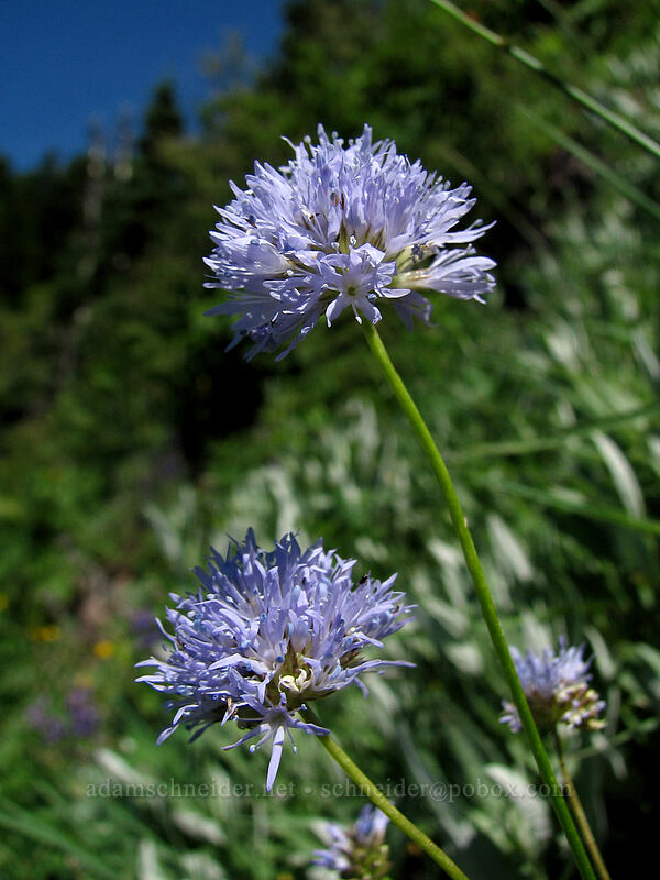 blue-headed gilia (Gilia capitata) [Bald Mountain, Mt. Hood Wilderness, Clackamas County, Oregon]