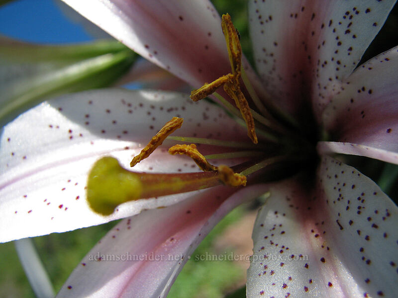 Washington lily (Lilium washingtonianum) [Bald Mountain, Mt. Hood Wilderness, Clackamas County, Oregon]