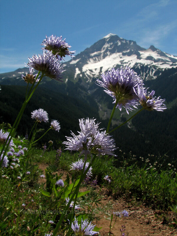blue-headed gilia (Gilia capitata) [Bald Mountain, Mt. Hood Wilderness, Clackamas County, Oregon]