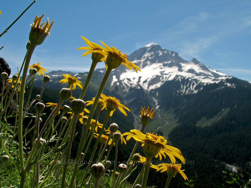 Oregon sunshine (Eriophyllum lanatum) [Bald Mountain, Mt. Hood Wilderness, Clackamas County, Oregon]