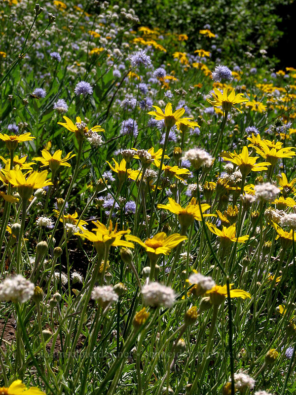 Oregon sunshine, blue-headed gilia, & buckwheat (Eriophyllum lanatum, Gilia capitata, Eriogonum sp.) [Bald Mountain, Mt. Hood Wilderness, Clackamas County, Oregon]