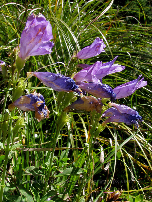 Cardwell's penstemon (Penstemon cardwellii) [Bald Mountain Ridge, Mt. Hood Wilderness, Clackamas County, Oregon]