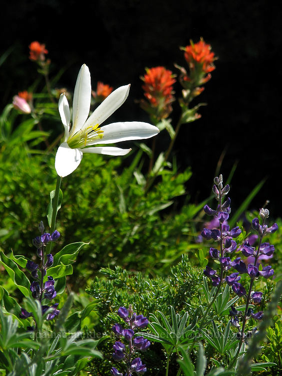 Washington lily, lupine, & paintbrush (Lilium washingtonianum, Lupinus latifolius, Castilleja sp.) [Bald Mountain Ridge, Mt. Hood Wilderness, Clackamas County, Oregon]