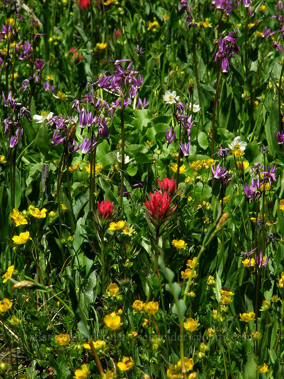 wildflowers [Timberline Trail, Mt. Hood Wilderness, Hood River County, Oregon]