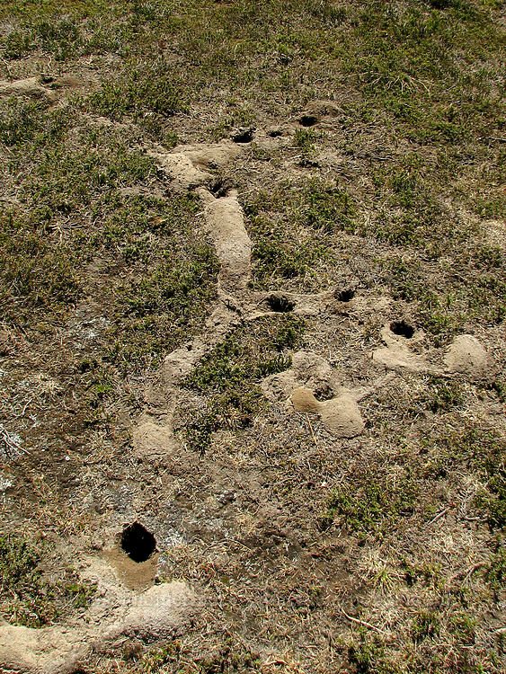 pocket gopher 
