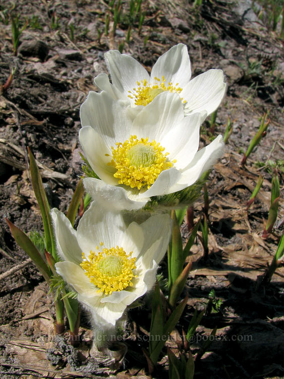 western pasqueflowers (Anemone occidentalis (Pulsatilla occidentalis)) [above Cairn Basin, Mt. Hood Wilderness, Hood River County, Oregon]