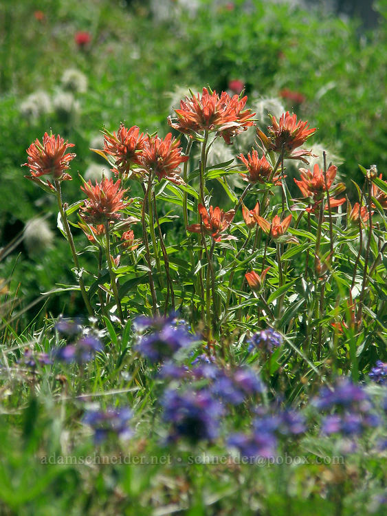 paintbrush (Castilleja sp.) [above Cairn Basin, Mt. Hood Wilderness, Hood River County, Oregon]