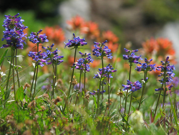 small-flowered penstemon (Penstemon procerus) [above Cairn Basin, Mt. Hood Wilderness, Hood River County, Oregon]