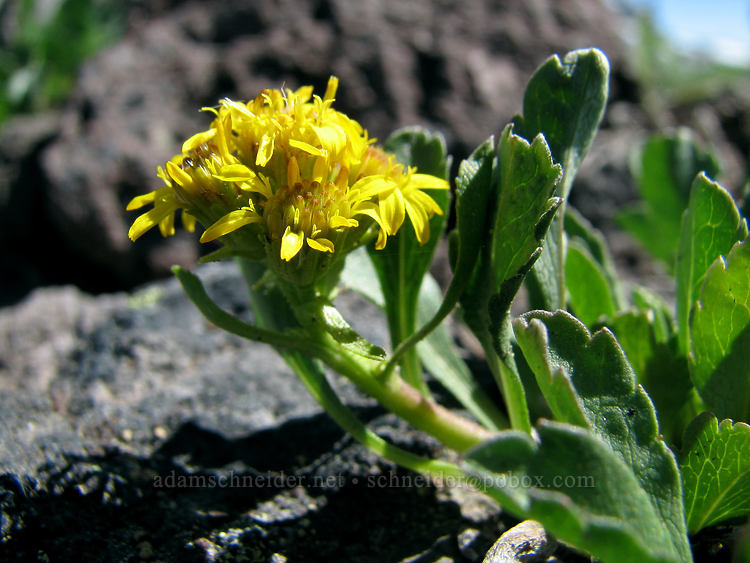 alpine goldenrod (Solidago simplex var. nana) [above McNeil Point, Mt. Hood Wilderness, Clackamas County, Oregon]
