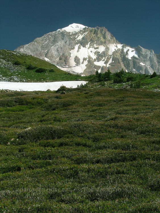 not-yet-blooming heather fields (Phyllodoce empetriformis, Cassiope mertensiana) [McNeil Point, Mt. Hood Wilderness, Hood River County, Oregon]