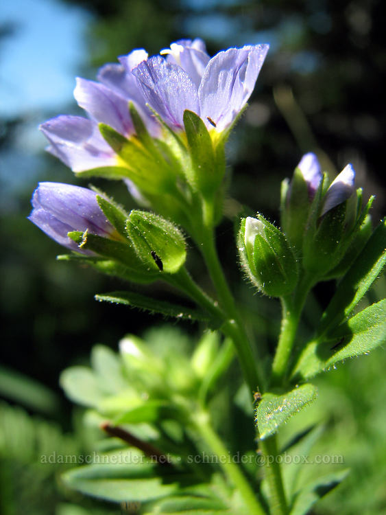 California Jacob's ladder (Polemonium californicum) [McNeil Point Scramble Trail, Mt. Hood Wilderness, Clackamas County, Oregon]