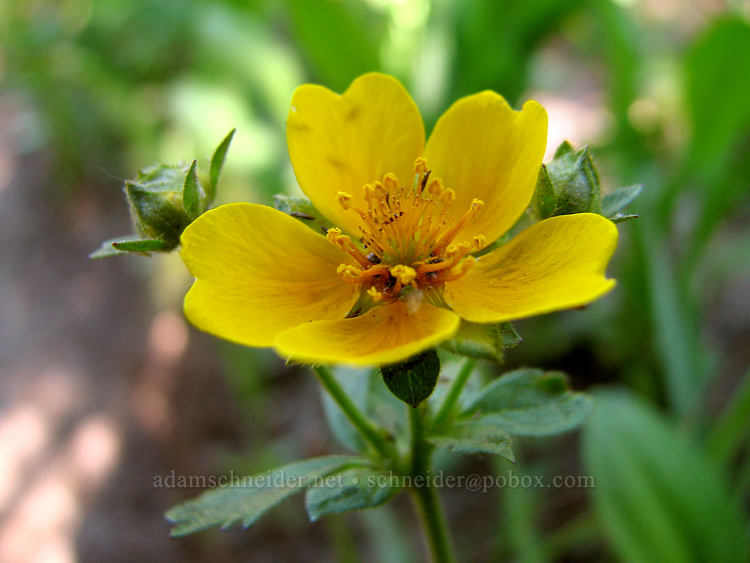 fan-leaf cinquefoil (Potentilla flabellifolia) [Bald Mountain Ridge, Mt. Hood Wilderness, Hood River County, Oregon]