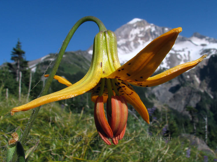 Columbia tiger lily (Lilium columbianum) [Bald Mountain Ridge, Mt. Hood Wilderness, Clackamas County, Oregon]