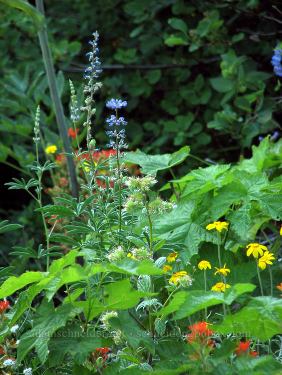 wildflowers [Bald Mountain, Mt. Hood Wilderness, Clackamas County, Oregon]