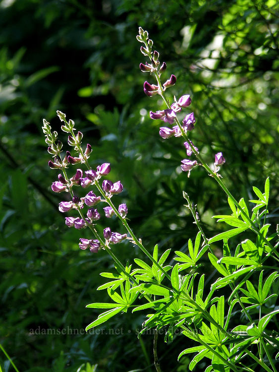 lupines, backlit (Lupinus latifolius) [Bald Mountain, Mt. Hood Wilderness, Clackamas County, Oregon]