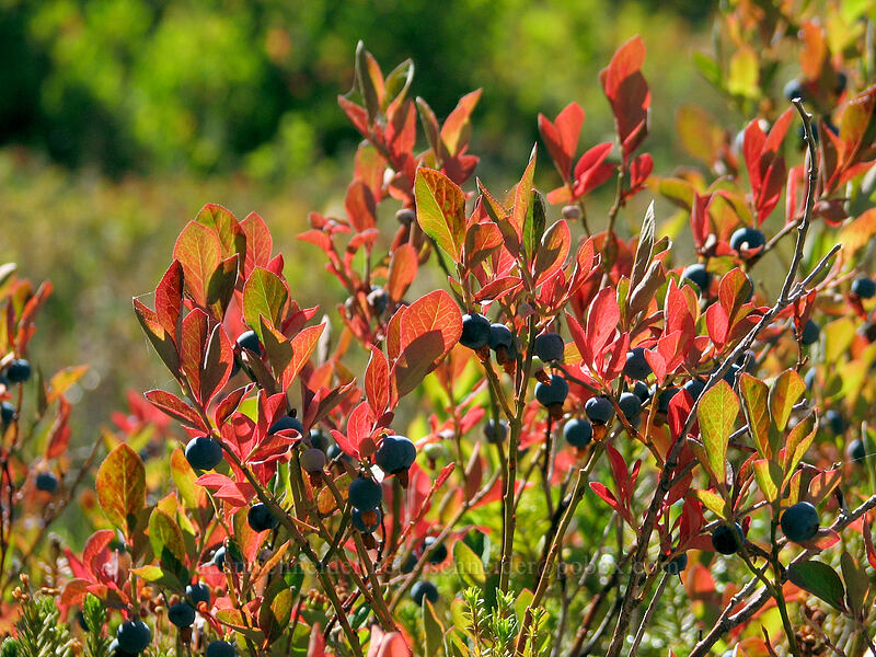 Cascades bilberries (blue-leaf huckleberries) (Vaccinium deliciosum) [Pinnacle Ridge Trail, Mt. Hood Wilderness, Hood River County, Oregon]