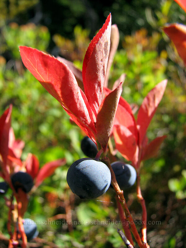 Cascades bilberries (blue-leaf huckleberries) (Vaccinium deliciosum) [Pinnacle Ridge Trail, Mt. Hood Wilderness, Hood River County, Oregon]