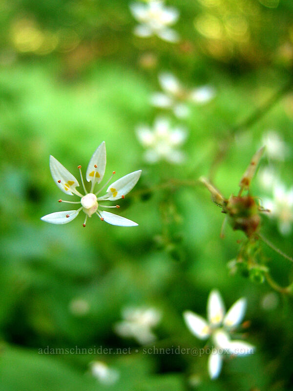 rusty saxifrage (Micranthes ferruginea (Saxifraga ferruginea)) [Pinnacle Ridge Trail, Mt. Hood Wilderness, Hood River County, Oregon]