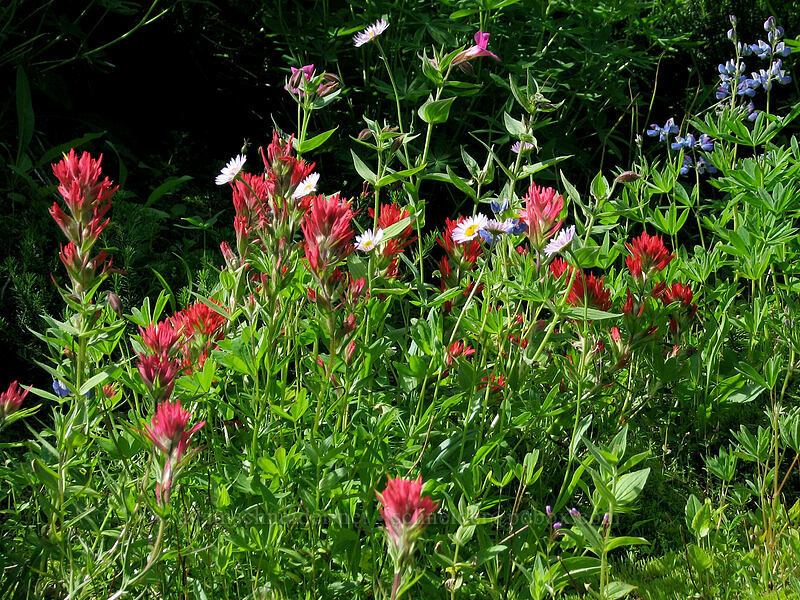 wildflowers (Castilleja parviflora var. oreopola, Lupinus latifolius, Erigeron glacialis var. glacialis, Erythranthe lewisii (Mimulus lewisii)) [Pinnacle Ridge Trail, Mt. Hood Wilderness, Hood River County, Oregon]