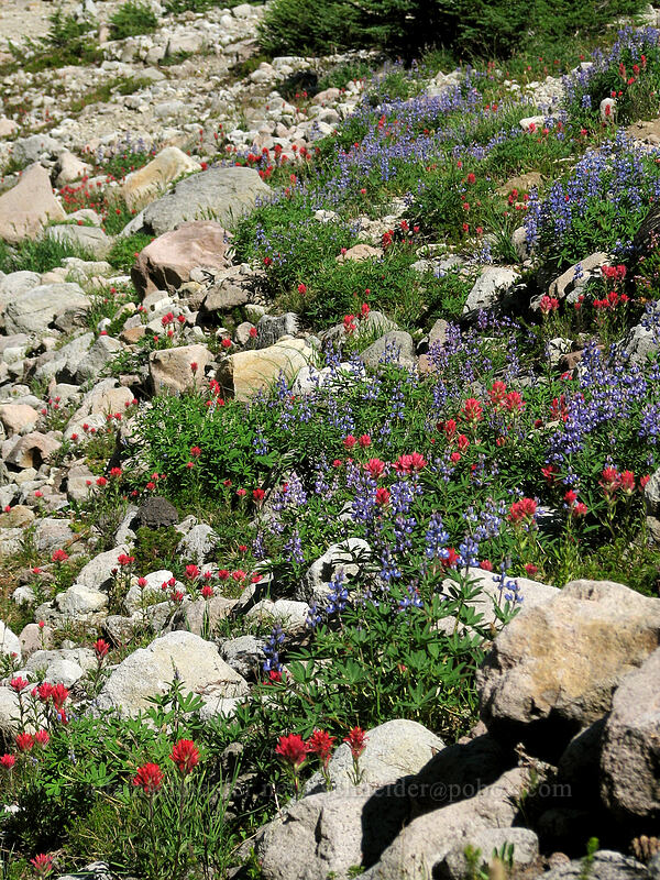 lupines & paintbrush (Lupinus latifolius, Castilleja parviflora var. oreopola) [Timberline Trail, Mt. Hood Wilderness, Hood River County, Oregon]