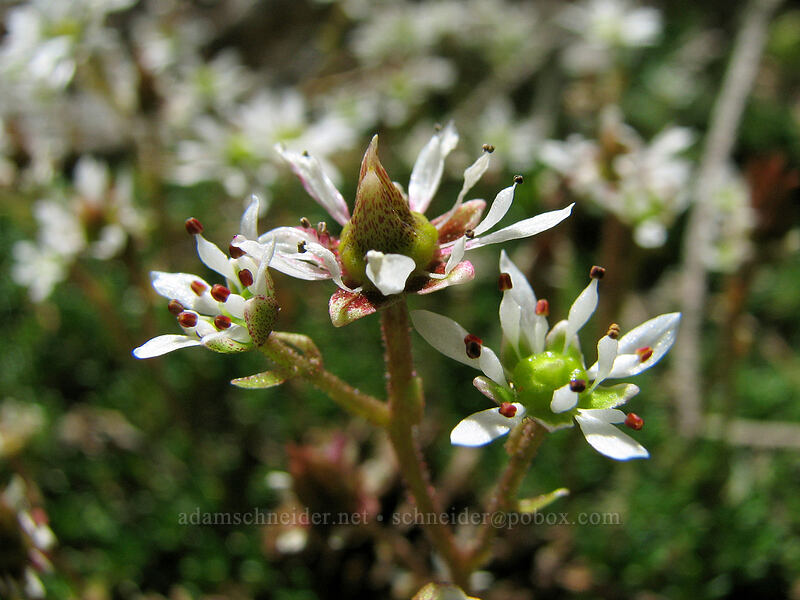Tolmie's saxifrage (Micranthes tolmiei (Saxifraga tolmiei)) [Timberline Trail, Mt. Hood Wilderness, Hood River County, Oregon]
