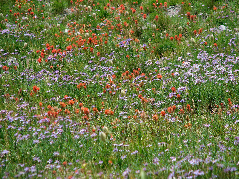 paintbrush & asters (Castilleja miniata, Doellingeria ledophylla (Eucephalus ledophyllus) (Aster ledophyllus)) [above Elk Cove, Mt. Hood Wilderness, Hood River County, Oregon]