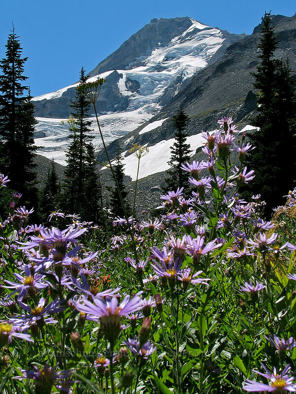 Cascade asters & Mount Hood (Doellingeria ledophylla (Eucephalus ledophyllus) (Aster ledophyllus)) [Elk Cove, Mt. Hood Wilderness, Hood River County, Oregon]