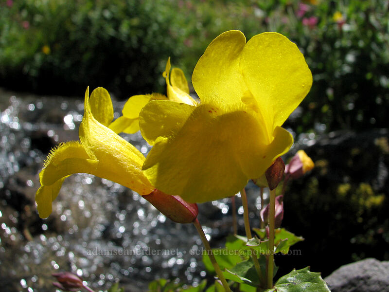 yellow monkeyflower (Erythranthe sp. (Mimulus sp.)) [Elk Cove, Mt. Hood Wilderness, Hood River County, Oregon]