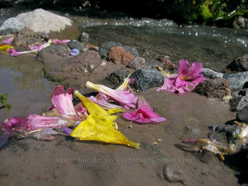 monkeyflower petals (Erythranthe spp.) [Elk Cove, Mt. Hood Wilderness, Hood River County, Oregon]
