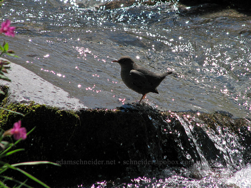 American dipper (ouzel) (Cinclus mexicanus) [Elk Cove, Mt. Hood Wilderness, Hood River County, Oregon]