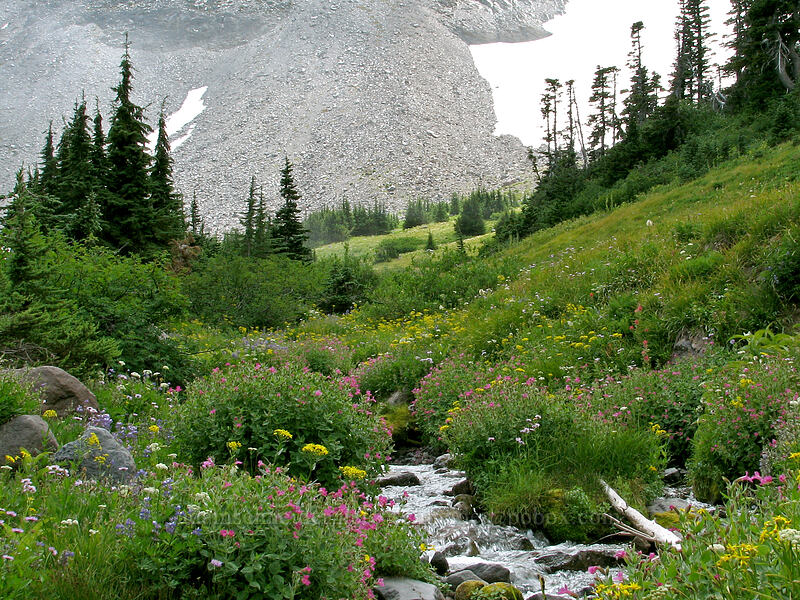 wildflowers by a stream (Erythranthe lewisii (Mimulus lewisii), Lupinus latifolius, Senecio triangularis, Erigeron glacialis var. glacialis) [Elk Cove, Mt. Hood Wilderness, Hood River County, Oregon]