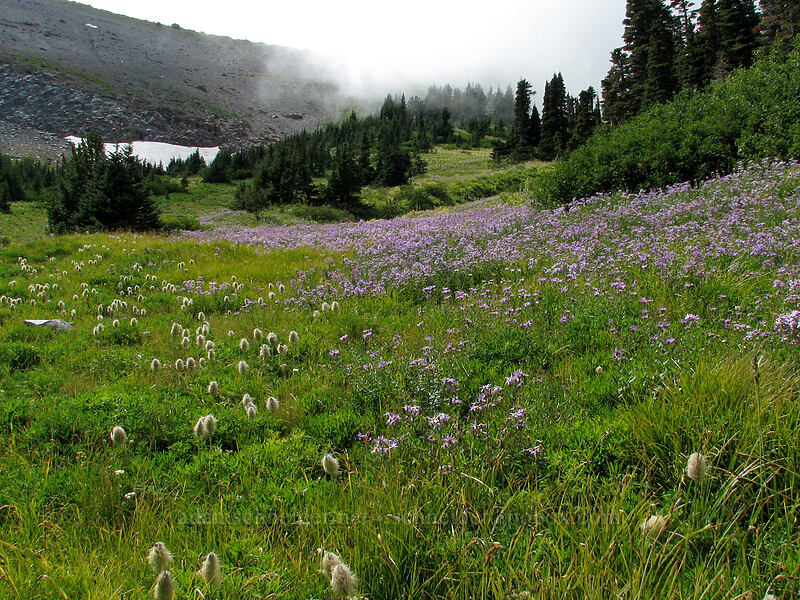 western pasqueflower & asters (Anemone occidentalis (Pulsatilla occidentalis), Doellingeria ledophylla (Eucephalus ledophyllus) (Aster ledophyllus)) [Elk Cove, Mt. Hood Wilderness, Hood River County, Oregon]