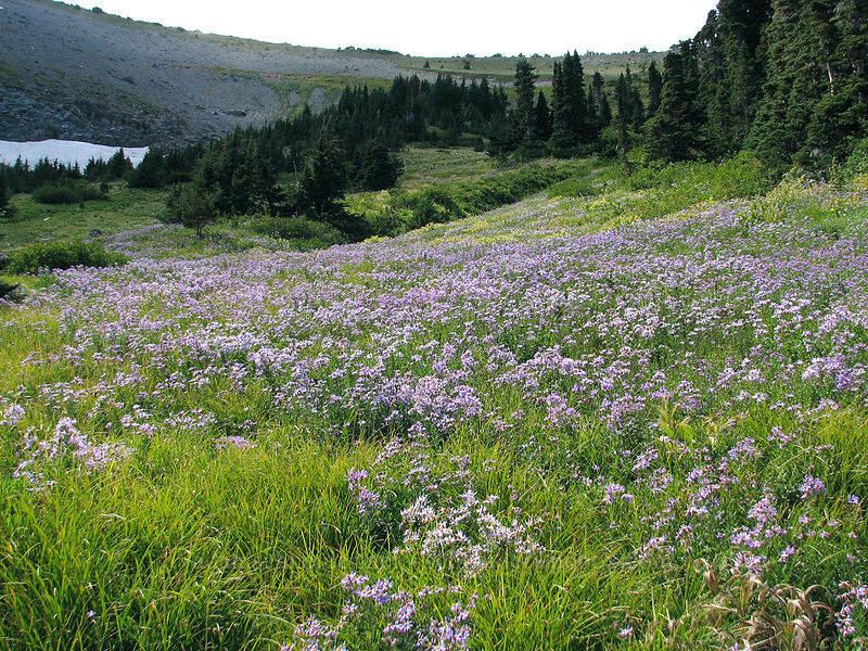 Cascade asters (Doellingeria ledophylla (Eucephalus ledophyllus) (Aster ledophyllus)) [Elk Cove, Mt. Hood Wilderness, Hood River County, Oregon]