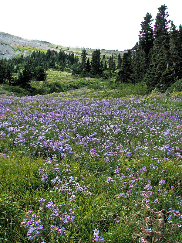 Cascade asters (Doellingeria ledophylla (Eucephalus ledophyllus) (Aster ledophyllus)) [Elk Cove, Mt. Hood Wilderness, Hood River County, Oregon]