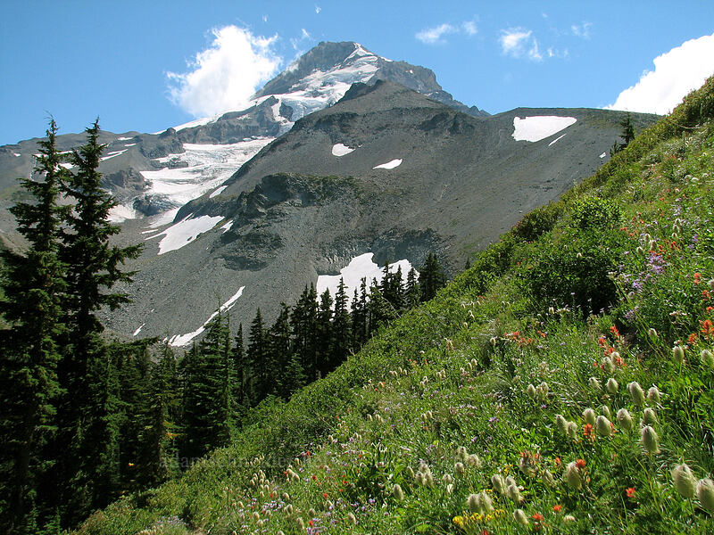 Mount Hood [above Elk Cove, Mt. Hood Wilderness, Hood River County, Oregon]