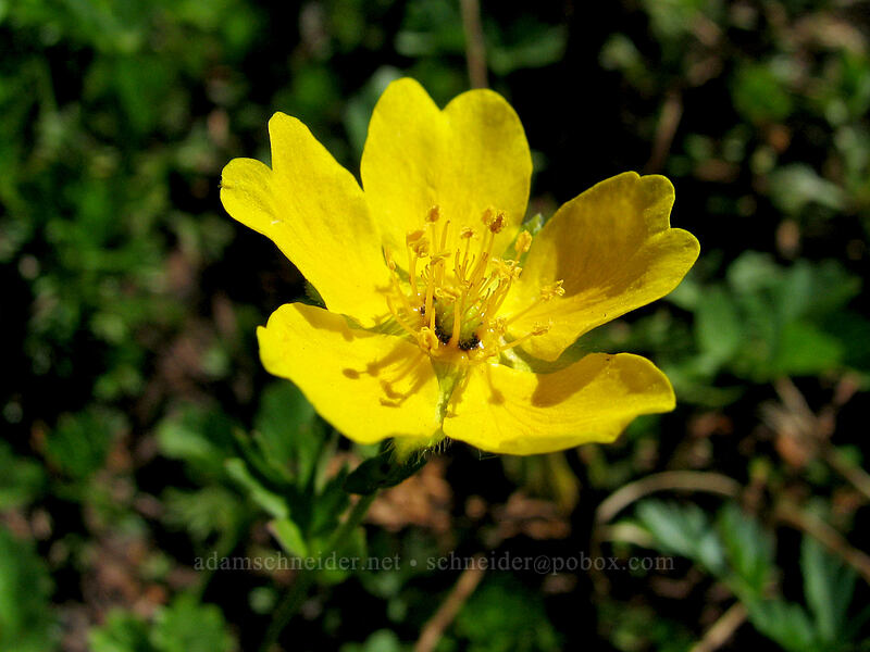 cinquefoil (Potentilla flabellifolia) [Timberline Trail, Mt. Hood Wilderness, Hood River County, Oregon]