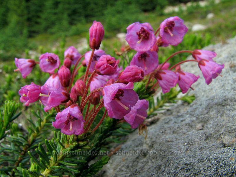 pink mountain heather (Phyllodoce empetriformis) [Timberline Trail, Mt. Hood Wilderness, Hood River County, Oregon]