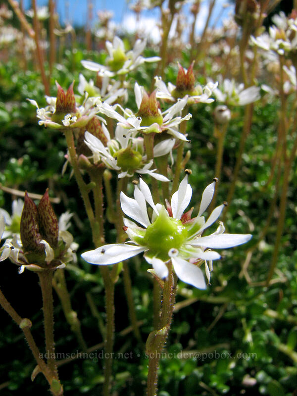 Tolmie's saxifrage (Micranthes tolmiei (Saxifraga tolmiei)) [Timberline Trail, Mt. Hood Wilderness, Hood River County, Oregon]