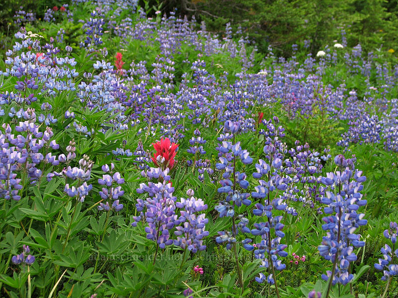 lupines & paintbrush (Lupinus latifolius, Castilleja parviflora var. oreopola) [Pinnacle Ridge Trail, Mt. Hood Wilderness, Hood River County, Oregon]
