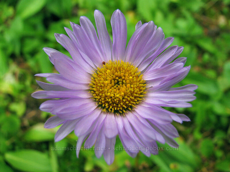 subalpine daisy (Erigeron glacialis var. glacialis) [Pinnacle Ridge Trail, Mt. Hood Wilderness, Hood River County, Oregon]