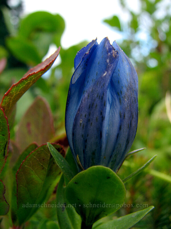 explorer's gentian (Gentiana calycosa) [Pinnacle Ridge Trail, Mt. Hood Wilderness, Hood River County, Oregon]