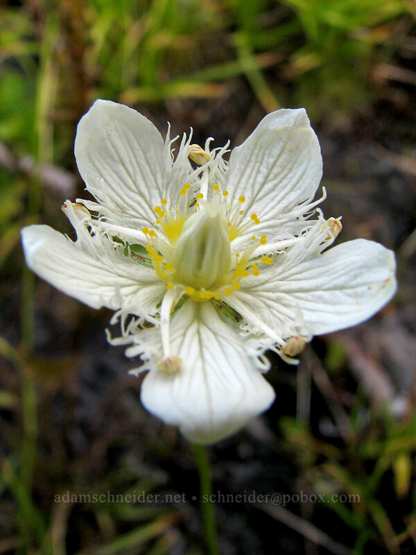 Cascade grass-of-Parnassus (Parnassia cirrata var. intermedia) [Pinnacle Ridge Trail, Mt. Hood Wilderness, Hood River County, Oregon]