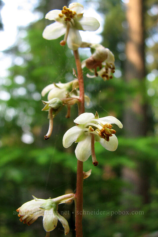 pyrola (Pyrola sp.) [Whitewater Trail, Mt. Jefferson Wilderness, Marion County, Oregon]