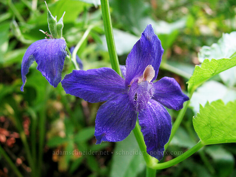 Menzies' larkspur (Delphinium menziesii) [Whitewater Trail, Mt. Jefferson Wilderness, Marion County, Oregon]