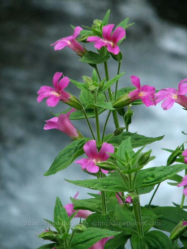 Lewis' monkeyflower in Whitewater Creek (Erythranthe lewisii (Mimulus lewisii)) [Whitewater Trail, Mt. Jefferson Wilderness, Marion County, Oregon]