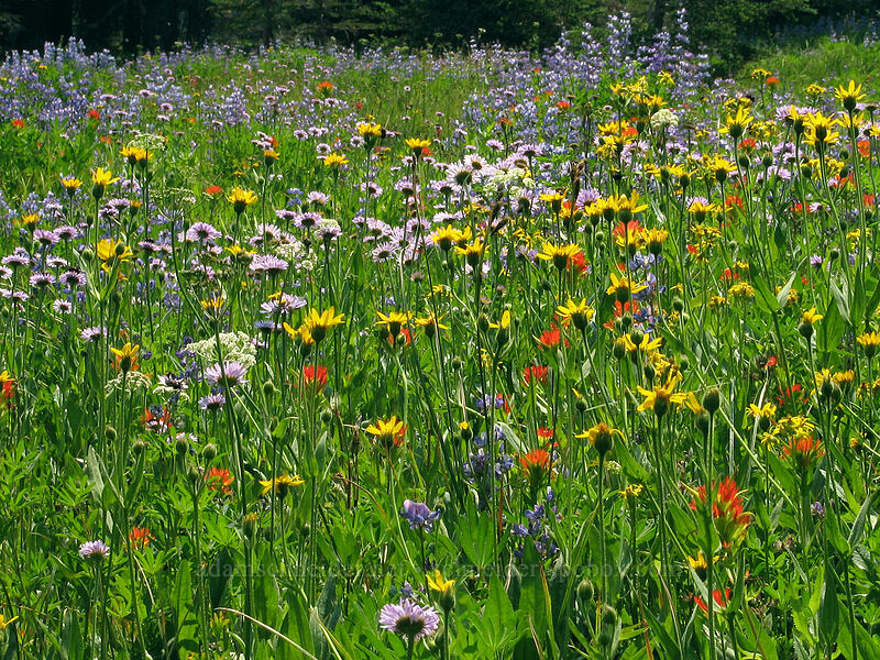 wildflowers near Whitewater Creek (Arnica mollis, Erigeron glacialis var. glacialis, Castilleja suksdorfii, Lupinus latifolius) [Pacific Crest Trail, Mt. Jefferson Wilderness, Marion County, Oregon]