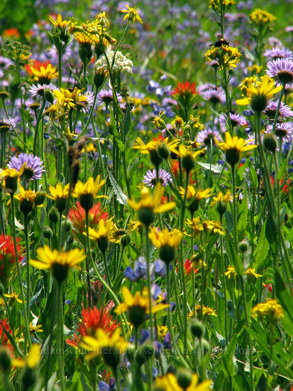 wildflowers near Whitewater Creek (Arnica mollis, Erigeron glacialis var. glacialis, Castilleja suksdorfii, Lupinus latifolius) [Pacific Crest Trail, Mt. Jefferson Wilderness, Marion County, Oregon]