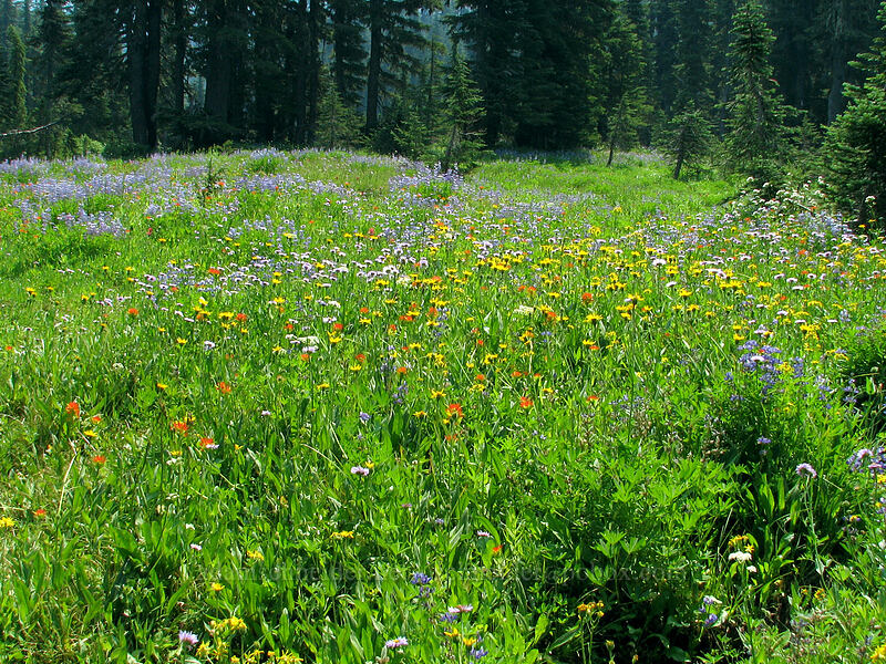 wildflowers near Whitewater Creek (Arnica mollis, Erigeron glacialis var. glacialis, Castilleja suksdorfii, Lupinus latifolius) [Pacific Crest Trail, Mt. Jefferson Wilderness, Marion County, Oregon]